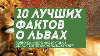 10 фактов о львах: презентация интересных особенностей "Царя Зверей"