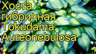 Хоста гибридная Токудама Ауреонебулоза. Краткий обзор, описание hosta hybrida Tokudama Aureonebulosa