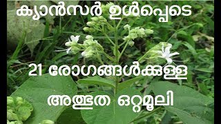 peringalam plant, Herbal Medicine, oruveran plant