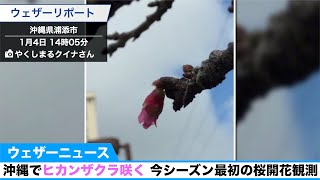 沖縄・那覇でヒカンザクラが咲く 今シーズン最初の桜開花観測