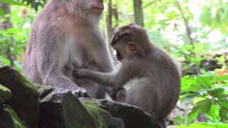 Macaque crabier ( Macaca fascicularis) Ubud Indonésie