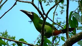 Tucaninho-de-nariz-amarelo / Black-Throated Toucanet (Aulacorhynchus atrogularis), Acre-Brasil.