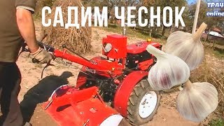 17.10.18 Посадка озимого чеснока с фрезеровкой участка мотоблоком