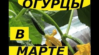 ВЫРАЩИВАНИЕ ОГУРЦОВ НА ОКНЕ В ПЛАСТИКОВОЙ БУТЫЛКЕ ! МАРТ 2017   СУПЕР СПОСОБ !