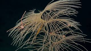 Spiral Coral Taller Than ROV Hercules! | Nautilus Live