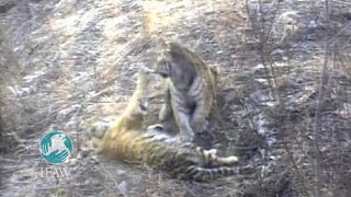 Tiger Recovers with Friend After Being Shot
