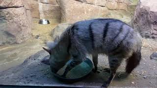 Home Safari – Aardwolf – Cincinnati Zoo