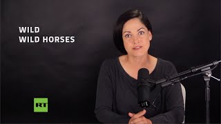US has locked up 55,000 wild horses
