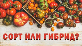 Что лучше: сорта или гибриды F1?