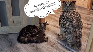 Сова Ёль и кошка Морошка проводят вечер вместе