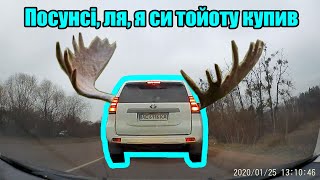 ЗупиниЛося на дорозі TOYOTA LAND CRUISER АЕ6116КА