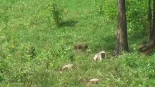 Varmit hunting