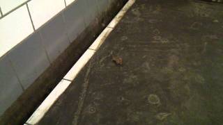 Rat on the subway