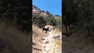 WILD GOAT funny animals #short