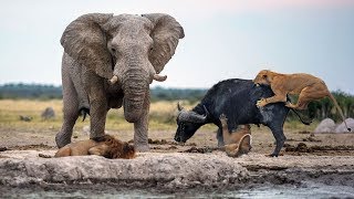 LION TAKE DOWN BUFFALO AFTER ELEPHANT OCCUPY TERRITORY | Elephant Save Buffalo But Fail