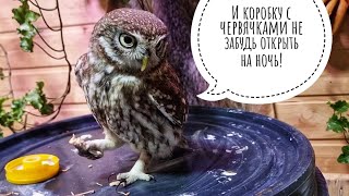 Совам вкусное из Москвы привезли: они ждали весь день!