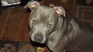 FUNNY PIT BULL FIRST TIME HOME ALONE. CUTE!