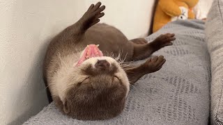 いつもカワウソにやられていることをやり返してみた！ I did what the otter always does to me and I did it back!
