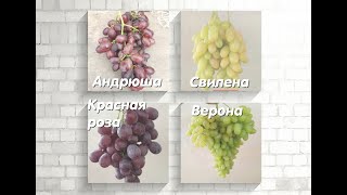 Постфактум 2019 Андрюша, Свилена, Красная роза, Верона