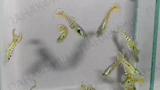 Гуппи Эндлера тигровый (Poecilia reticulata "Tiger Endler")
