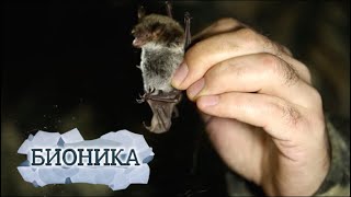 Бионика. Живые радары