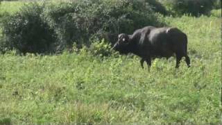 African Buffalo at Chobe - Botswana