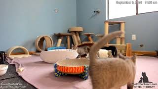 Five Guys Kittens - Morning 2018-09-09