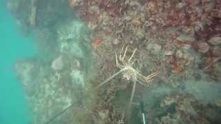 spearfishing Ft pierce/Jupiter Florida