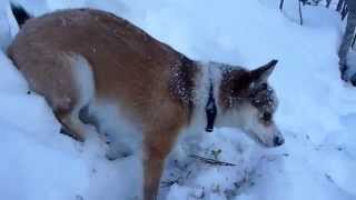 Norsk Lundehund RAJA på fjell tur og på jakt etter mus !
