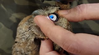 Сова сплюшка Трунь на приёме у ветеринара @RedTabby Марии Маркиной. Что с глазом?