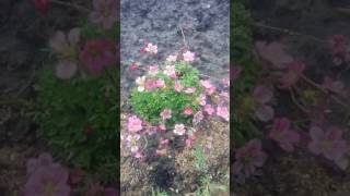 Растение для альпийских горок, Камнеломка!