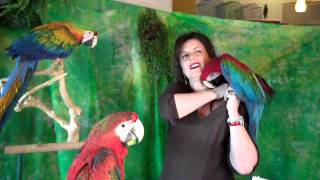 Pet Shop Parrot Antics