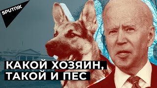 Собака Джо Байдена терроризирует сотрудников Белого дома