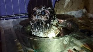 Неделя мокреньких совушек! Сегодня старательно мок сыч Чучундрий