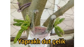 Yapraklı Dut Çelik Yapımı