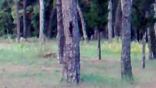SKIOYRAKIA (Sciurus vulgaris) - PAIZOYN STA DENTRA!