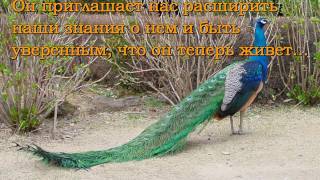 Настоящее Откровение об Имаме Махди(а) и Мечеть Джамкарана