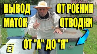 ЛУЧШИЙ СПОСОБ ВЫВОДА МАТОК И ФОРМИРОВКИ ОТВОДКОВ ПРОТИВ РОЕНИЯ. ЛЮБИТЕЛЬСКОЕ ПЧЕЛОВОДСТВО