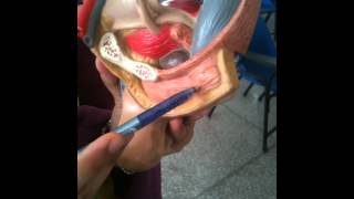 male genital