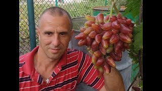 Виноград Дубовский розовый. Сезон 2019 (Grapes Dubovskiy rozovyy (Dubovsky pink). Season 2019))