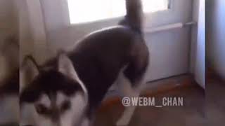 Тебе пиздец