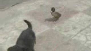 Ördek ve köpek dostluğu