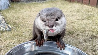 カワウソさくら 良い天気だったので庭で遊んだ！ Played in the garden with otters and cats on a nice day