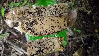mencari lebah madu di malam hari dan ada sedikit gangguan dari mahluk halus #BEBAHAYA
