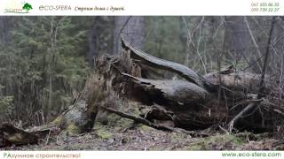 Дождь в лесу