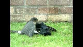 Hawk fighting with a Crow