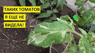 Самый необычный Томатный Гном этого года - Красочная леди.