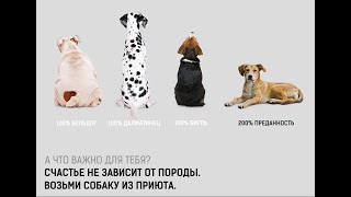 Не бери собаку из приюта пока не посмотрел это видео!