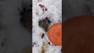 Немного о мышке / A little about the mouse