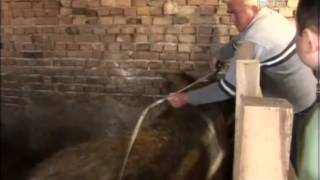 Zver iz Sumadije - nerast od 600 kilograma